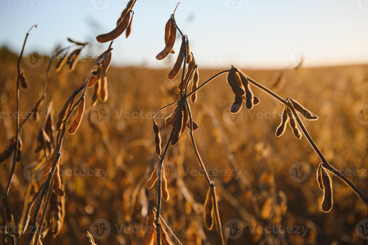 Mature soybeans on soybean plantation in close-up photo