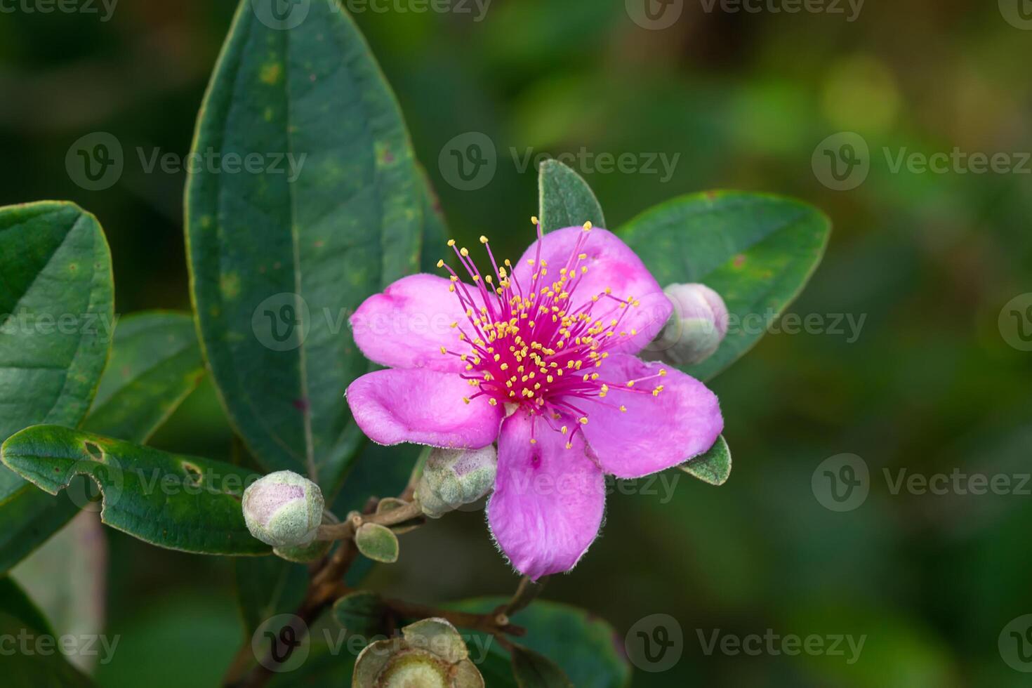 Close up of Downy myrtle flower. photo