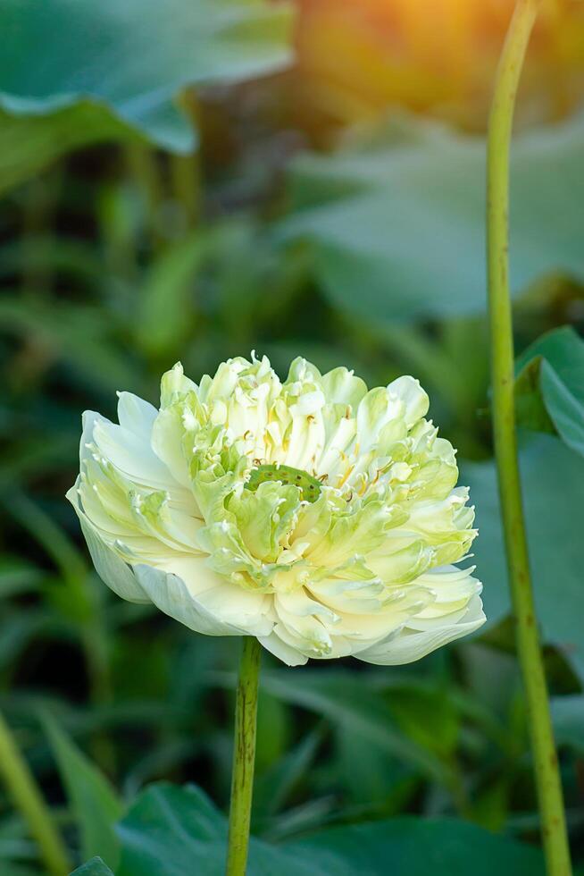 verde y blanco loto flor foto