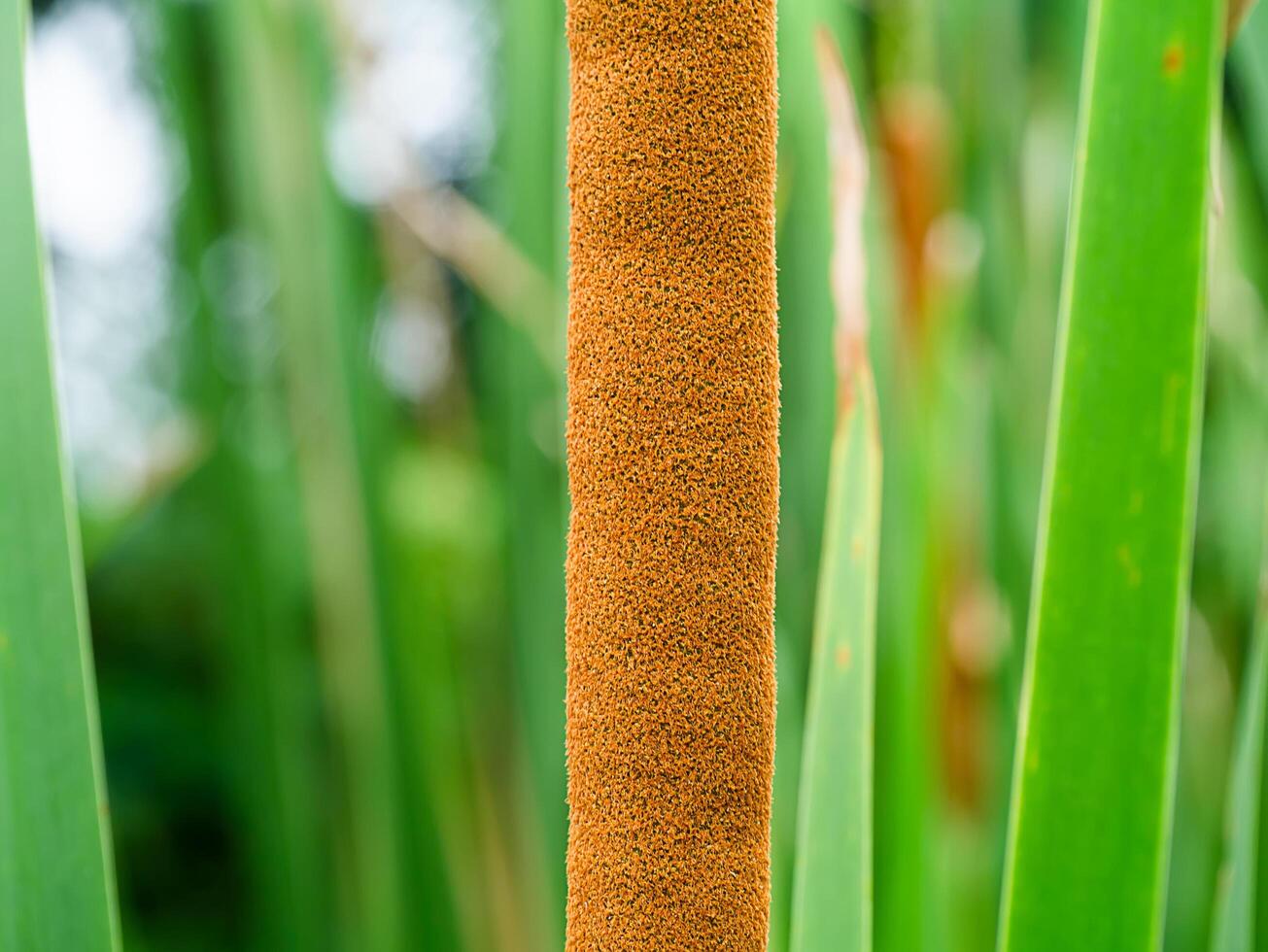 Narrow-leaved Cattail plant photo