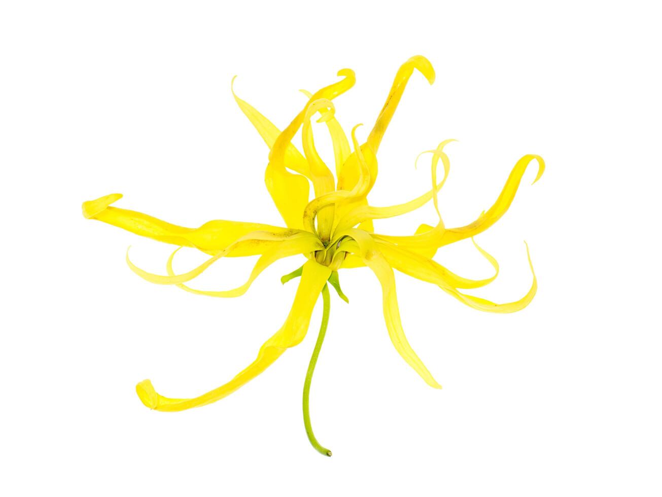 Close up of Dwarf Ylang-Ylang flower. photo