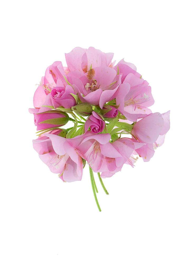 Close up of Pink Dombeya flower photo