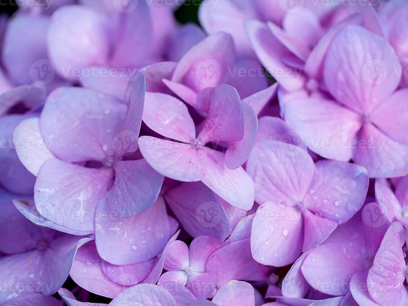 Close up Hydrengea flower. photo
