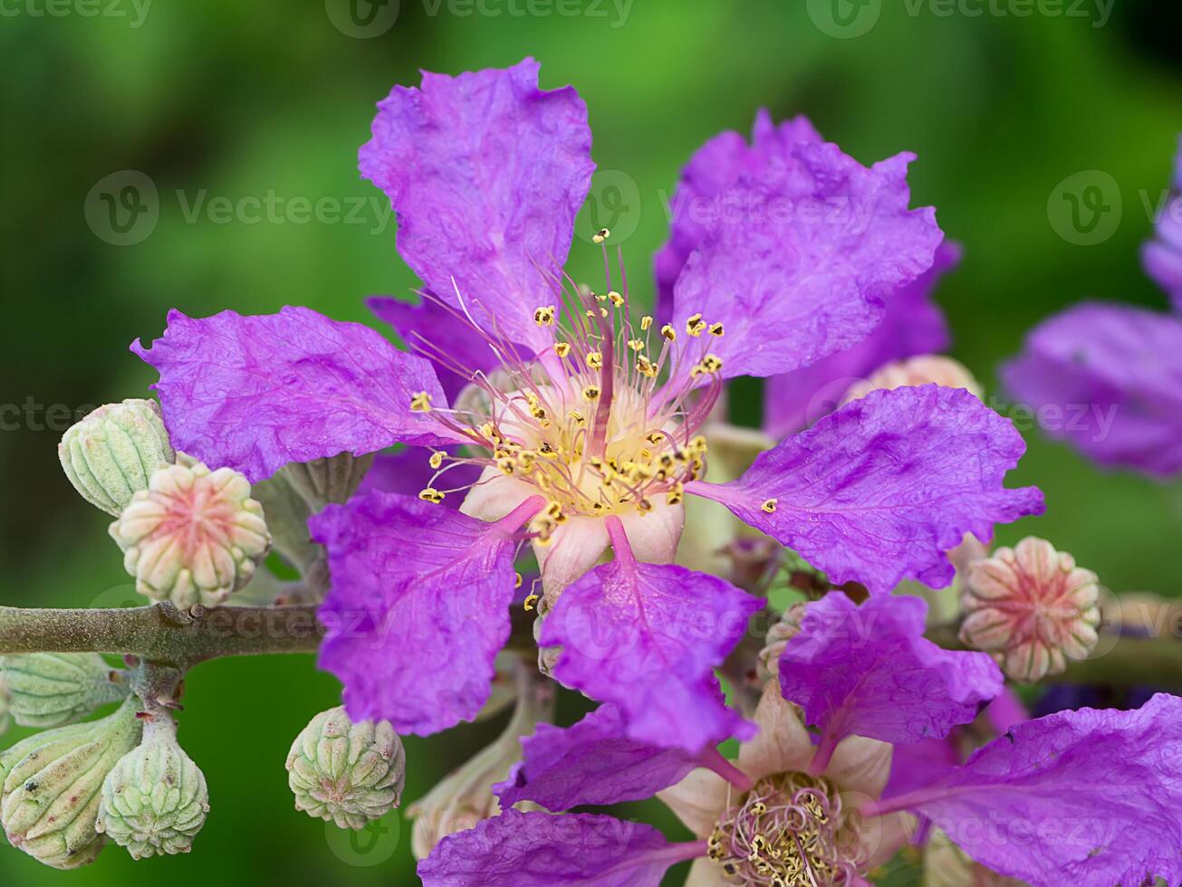 Lagerstroemia speciosa flower photo