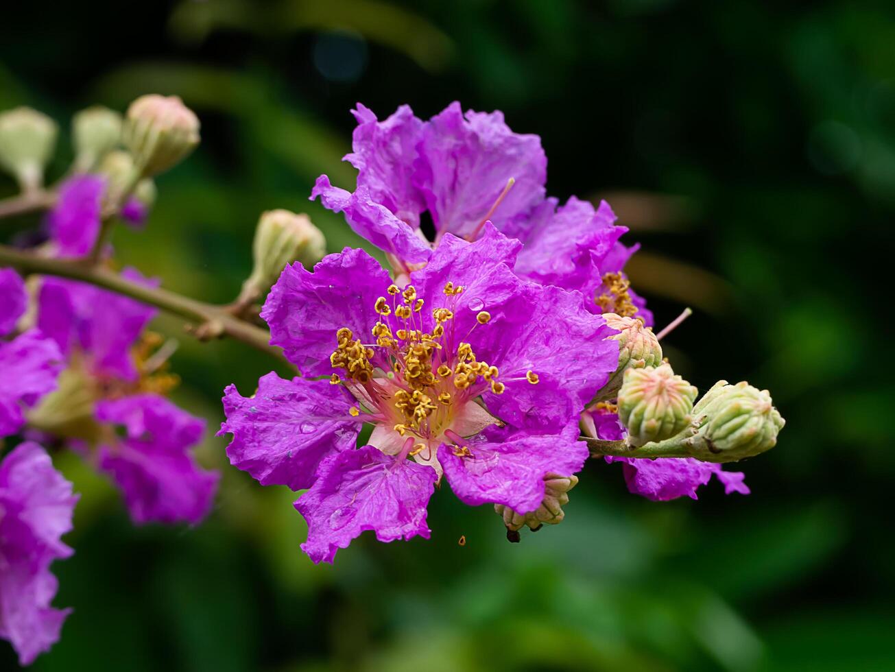 Lagerstroemia speciosa flower photo