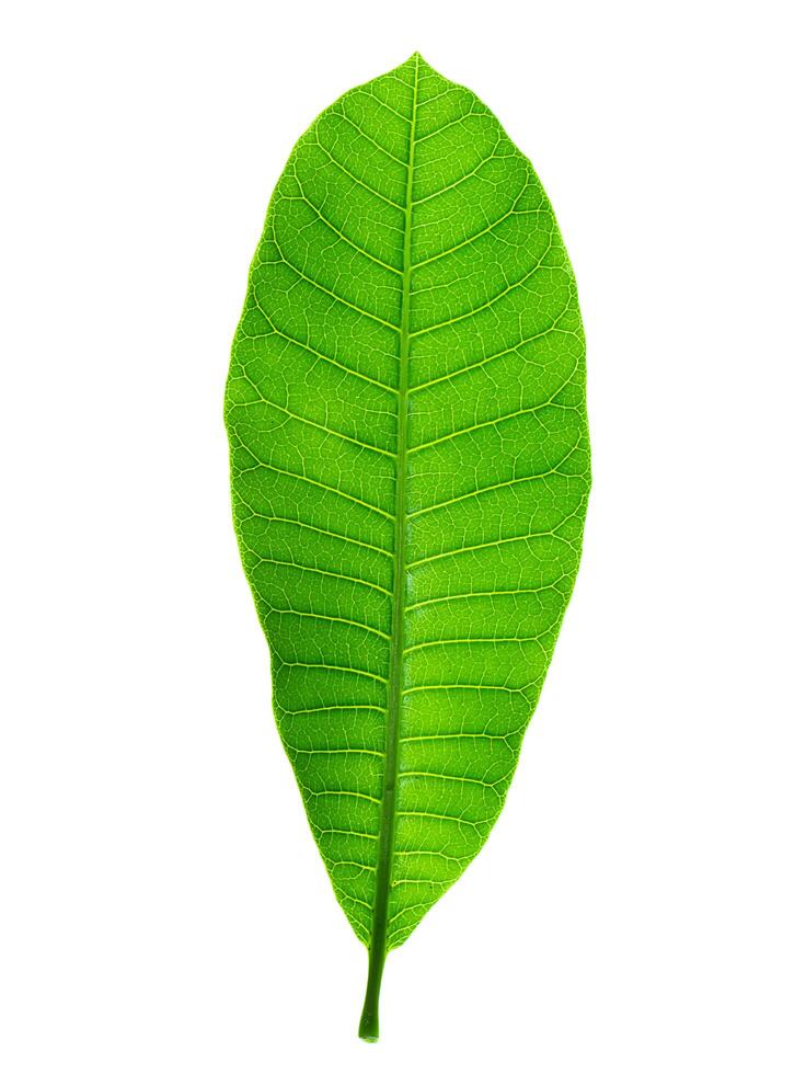 Anacardium occidentale leaves photo