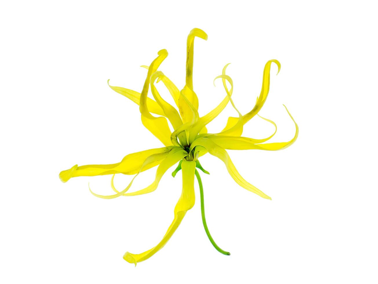 cerca arriba de enano Ylang Ylang flor. foto