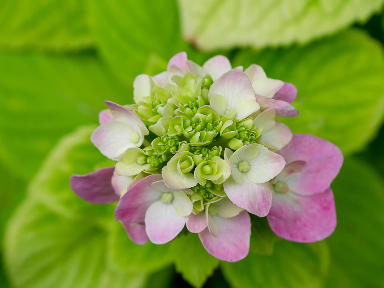 Close up Hydrengea flower. photo