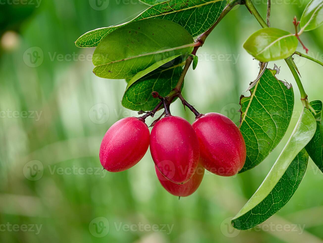 Carissa carandas fruit photo