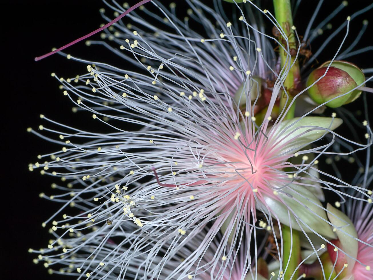 Close up of Baranda angatensis Llanos flower. photo