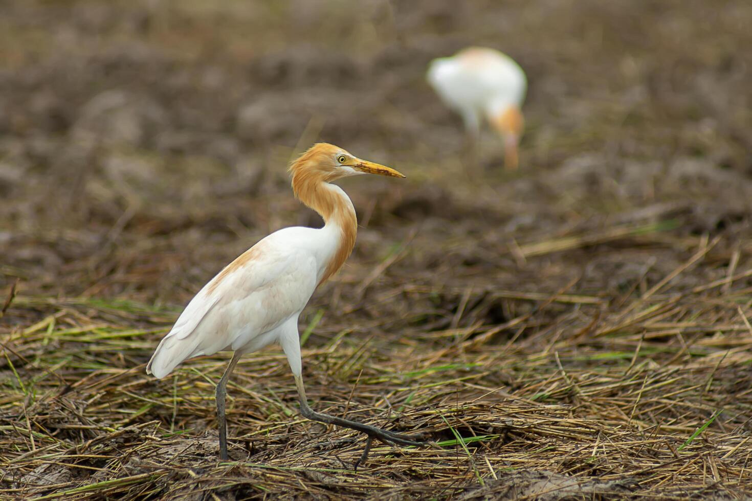 Cattle egret bird photo