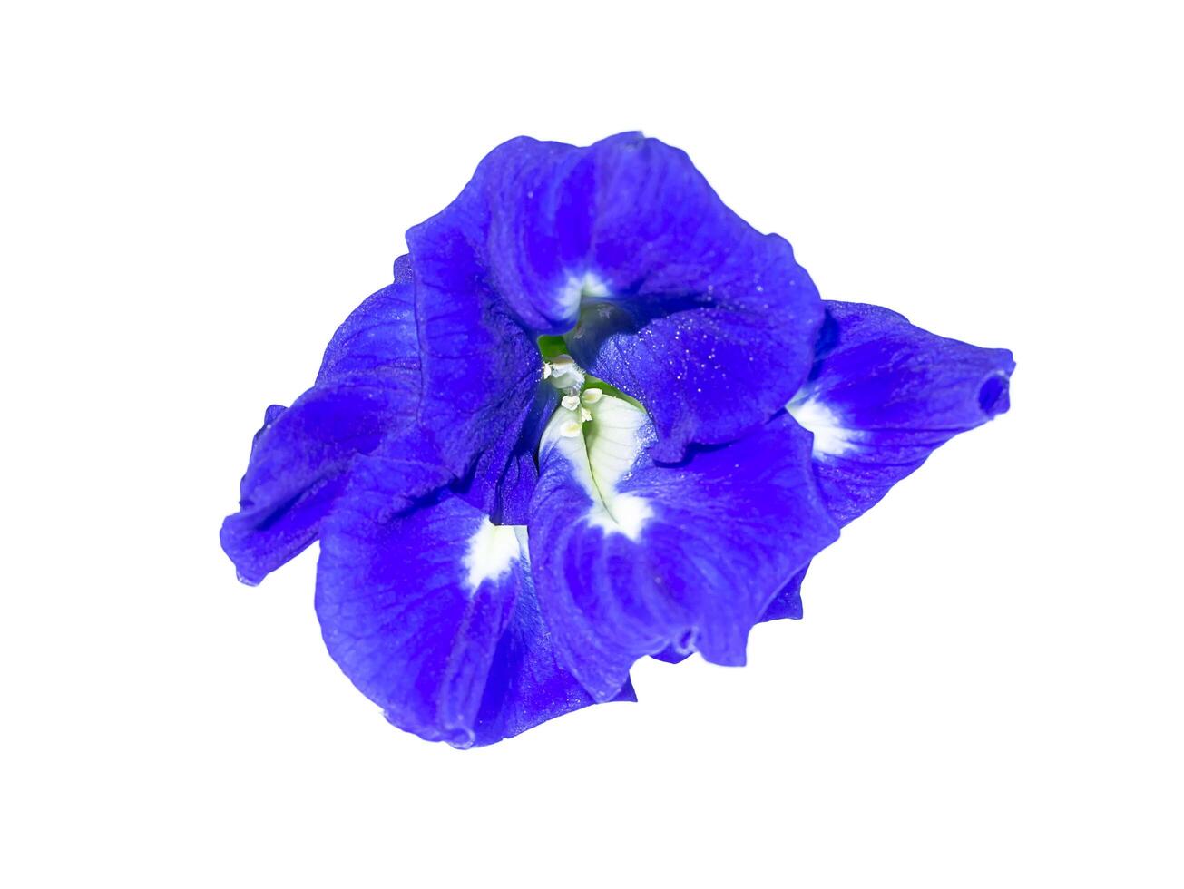 Blue Pea or Butterfly Pea. photo