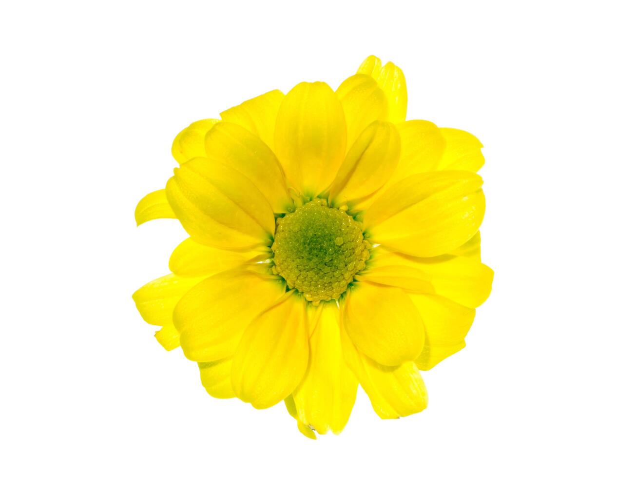 Close up Chrysanthemum flower. photo