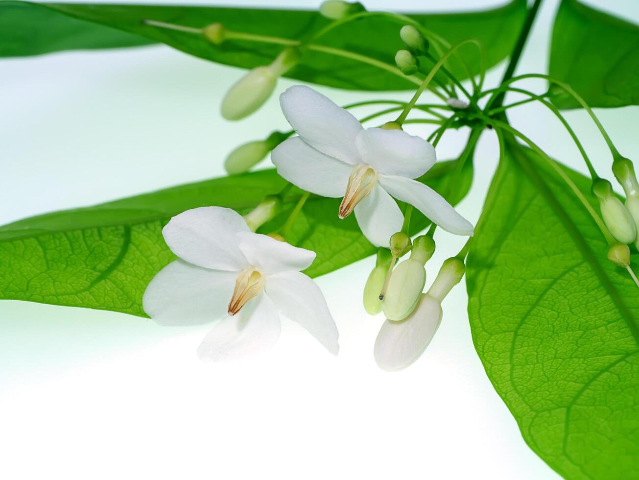 Wrightia religiosa Benth photo
