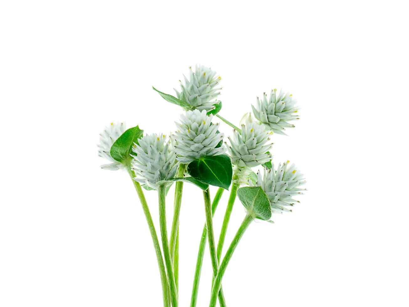 Close up of Gomphrena weed flower photo