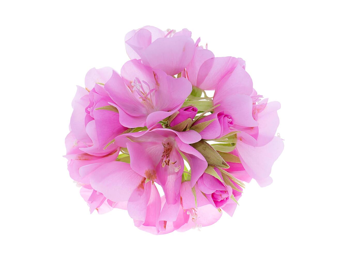 Close up of Pink Dombeya flower photo