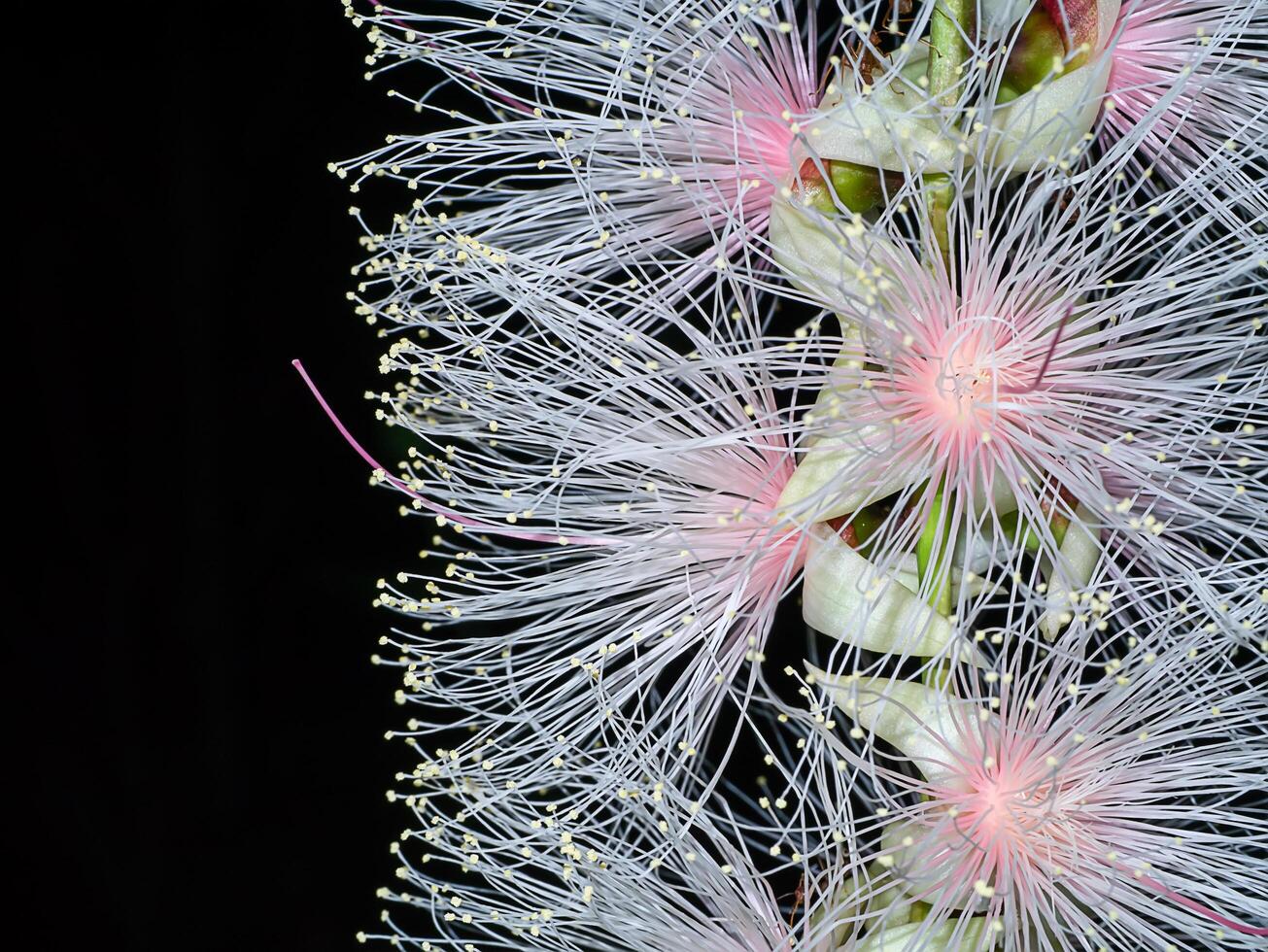 Close up of Baranda angatensis Llanos flower. photo