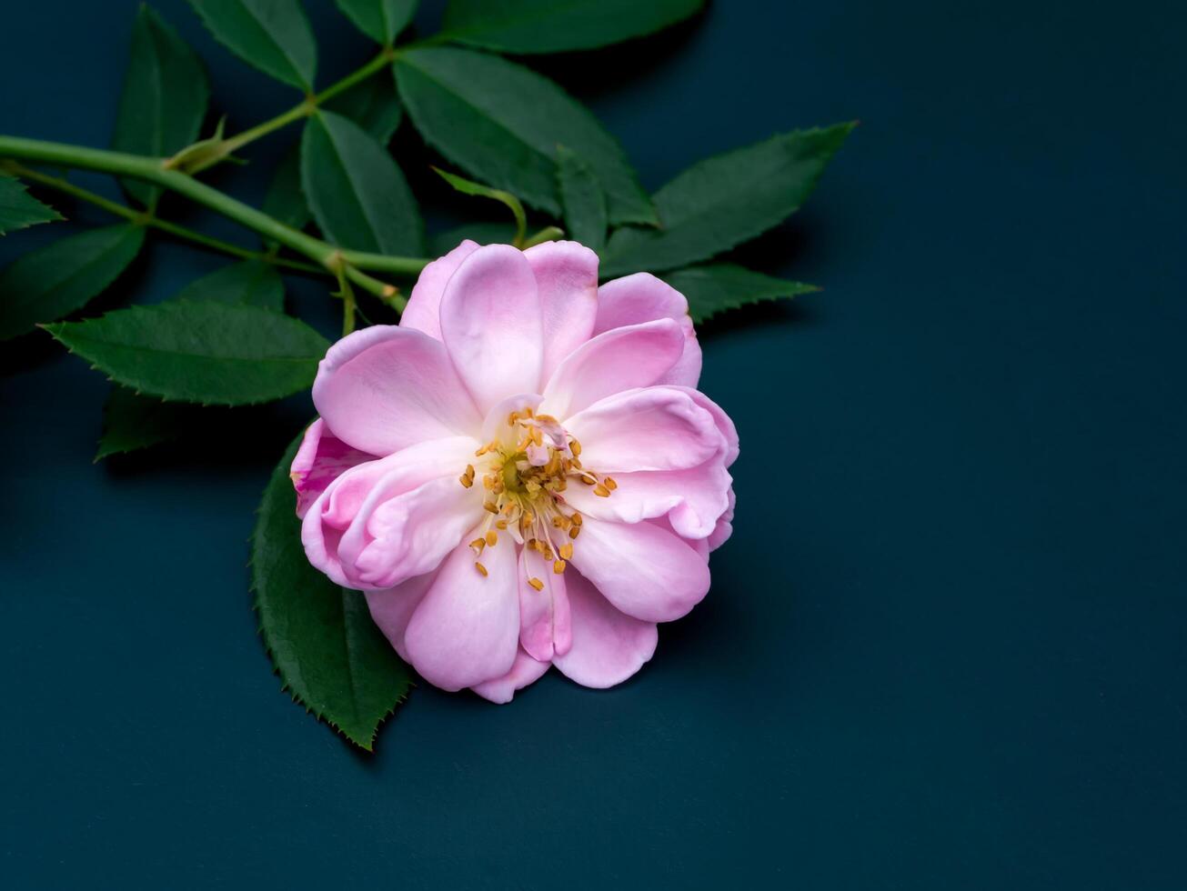 pink of Damask Rose flower. photo