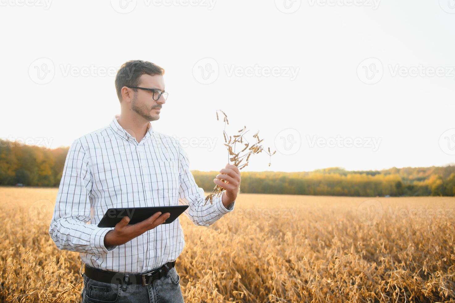 agronomist or farmer examining crop of soybeans field photo