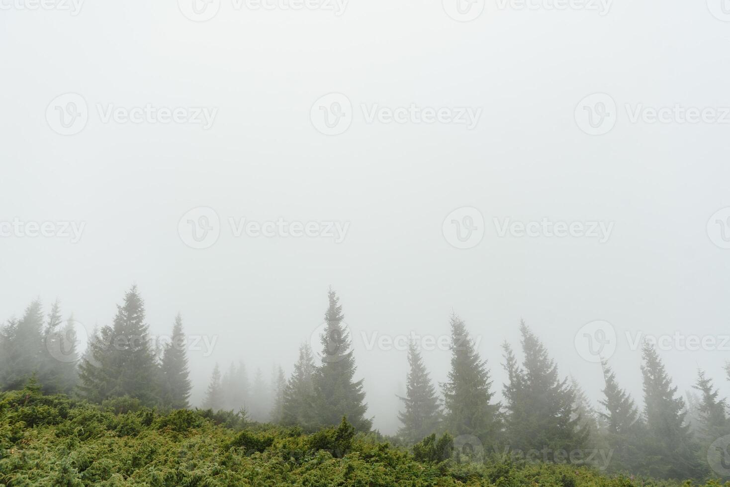 Fog covering the mountain forests photo