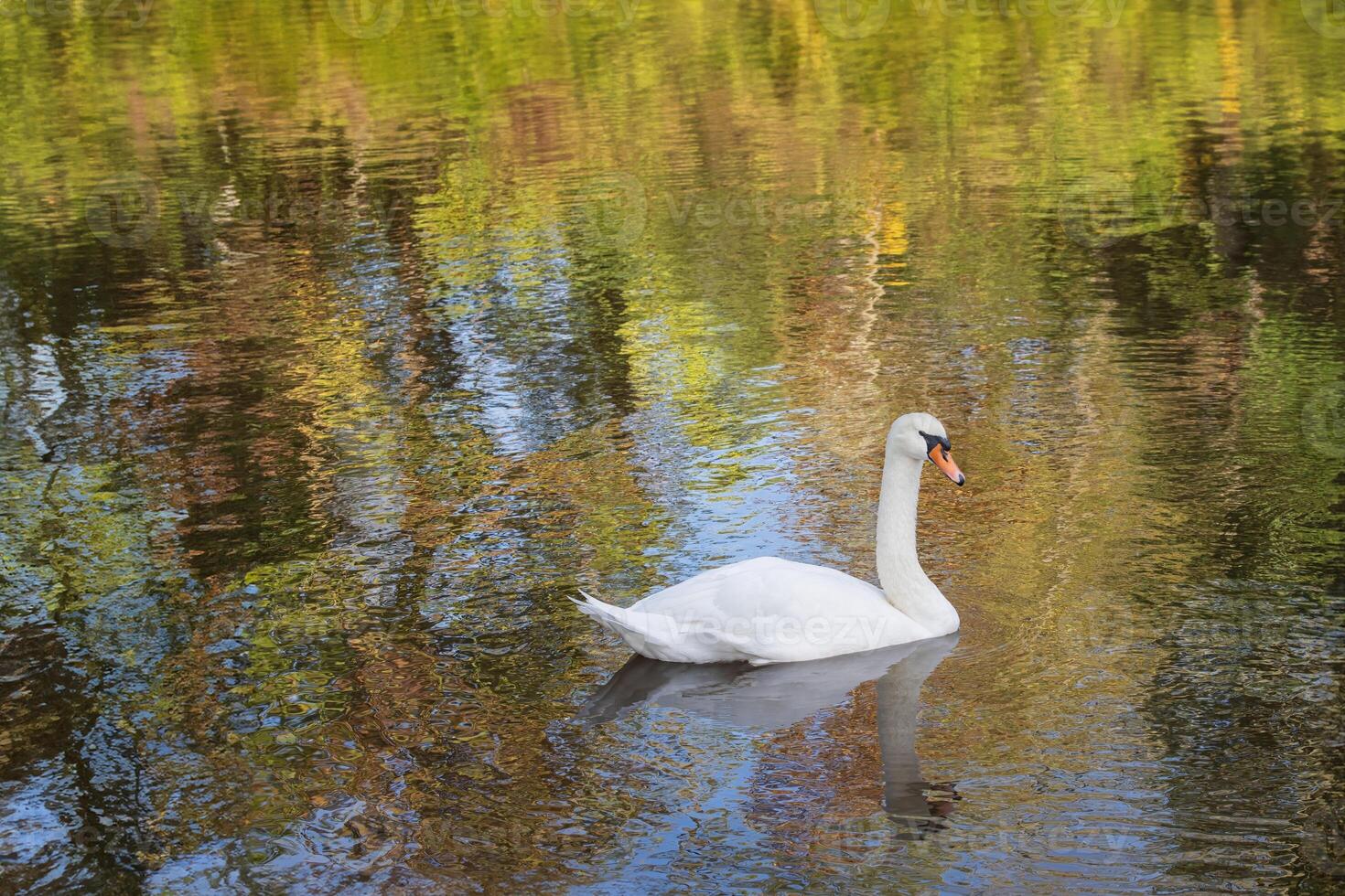 Beautiful White Swan Glides on the Water Surface with Reflection of Nearby Trees photo
