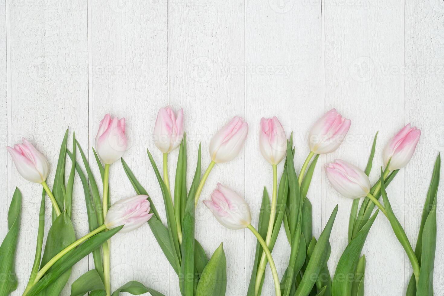 Spring Background Pink and White Tulips on White Barnwood photo