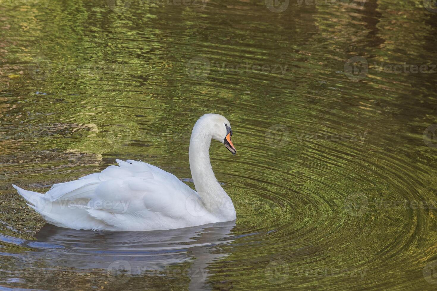 Beauittful white swan swims in a pond white green leaves of trees reflect on the surface photo