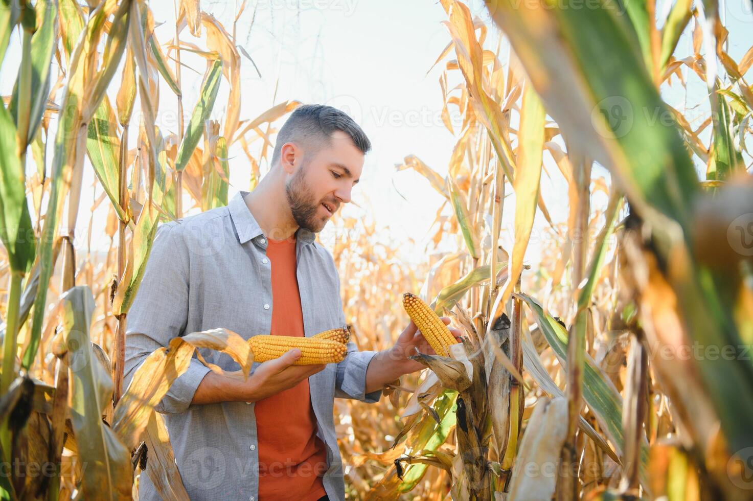 Farmer in field checking on corncobs photo