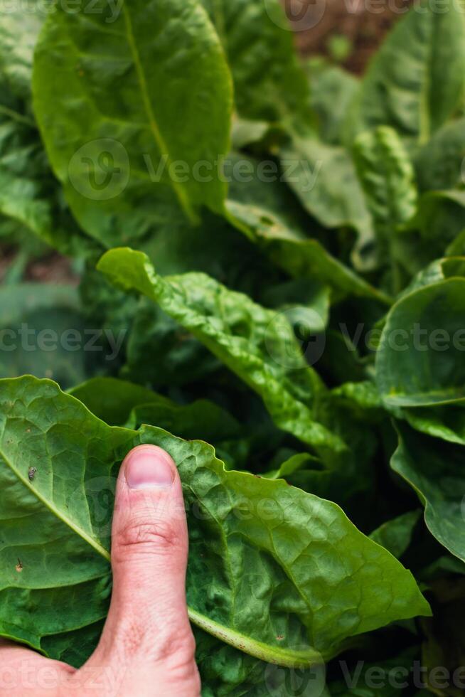 Sorrel is beneficial for the intestines, kidneys, stomach and liver and prevents cardiovascular diseases and some cancers, rumex photo