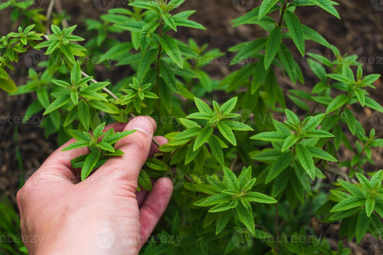 Beautiful lemon verbena plant in a permaculture garden in summer, aloysia citrodora photo