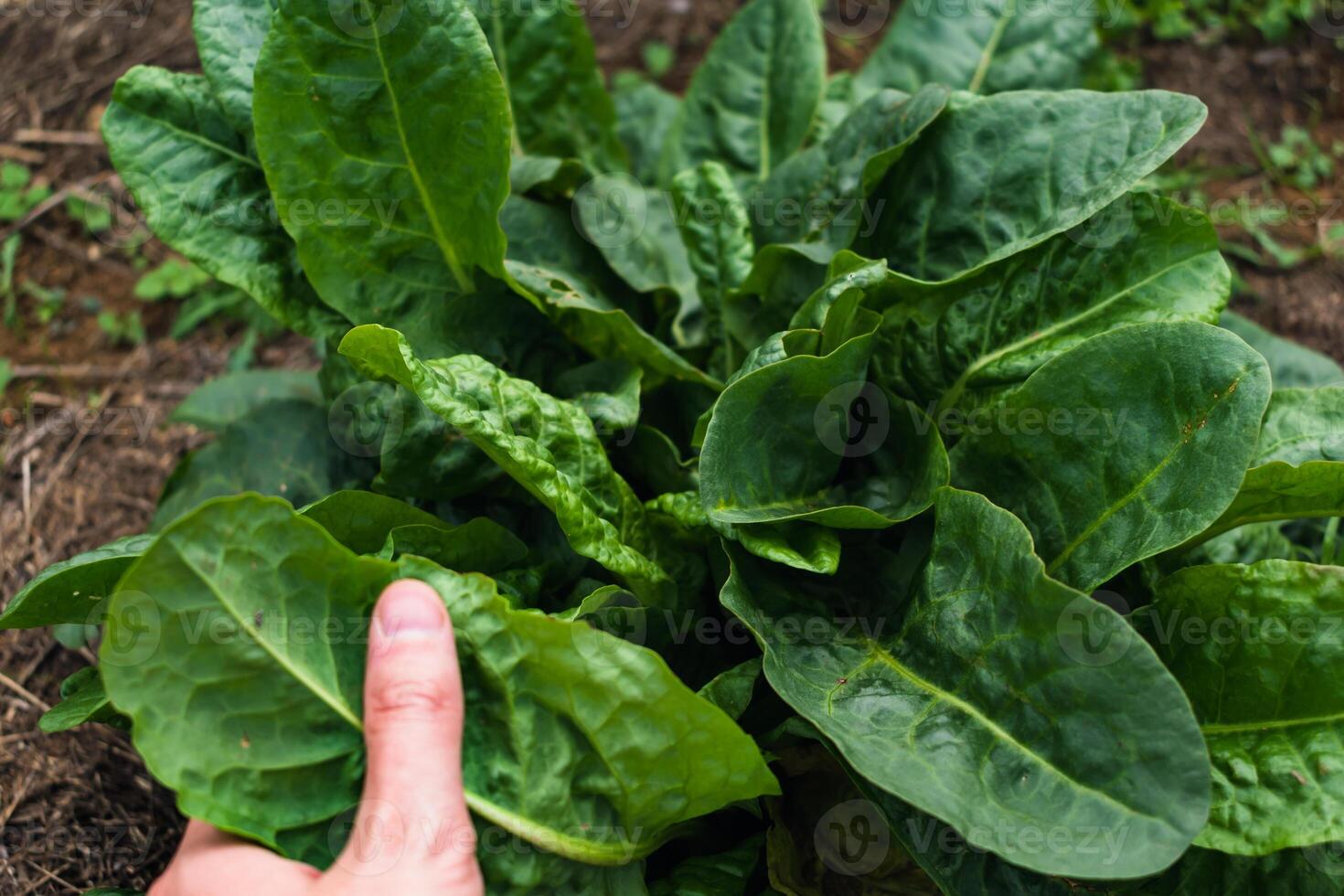 Sorrel is beneficial for the intestines, kidneys, stomach and liver and prevents cardiovascular diseases and some cancers, rumex photo