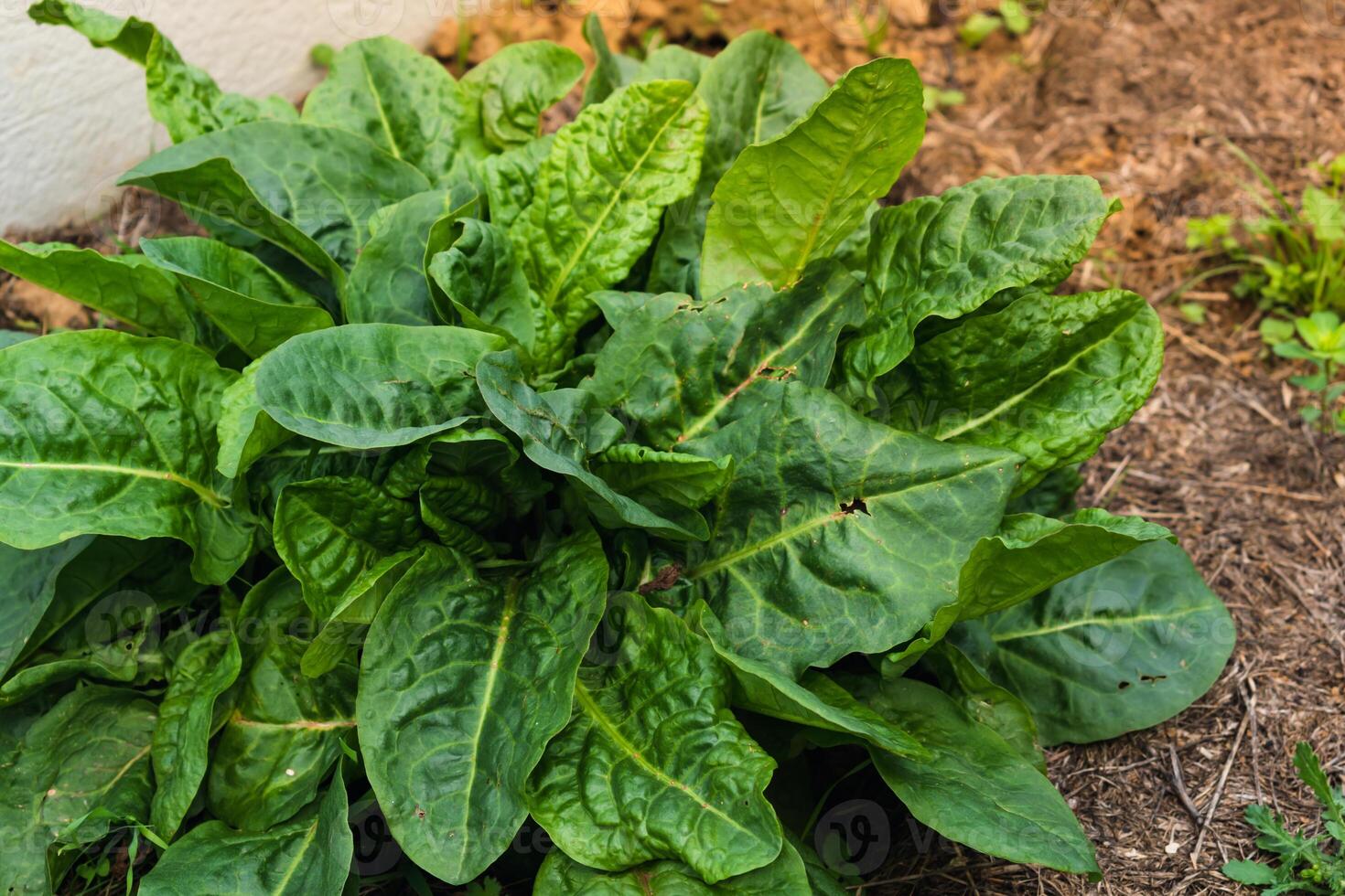 Sorrel is beneficial for the intestines, kidneys, stomach and liver and prevents cardiovascular diseases and some cancers, rumex photo
