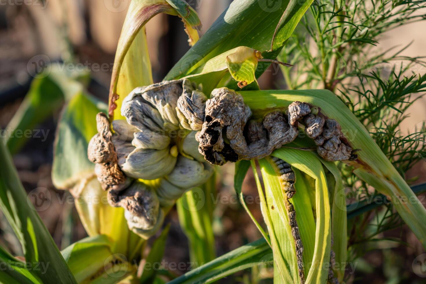 Diseased corn called corn smut, pathogenic fungus, ustilago maydis, in Mexico it is called huitlacoche or mexican truffle photo
