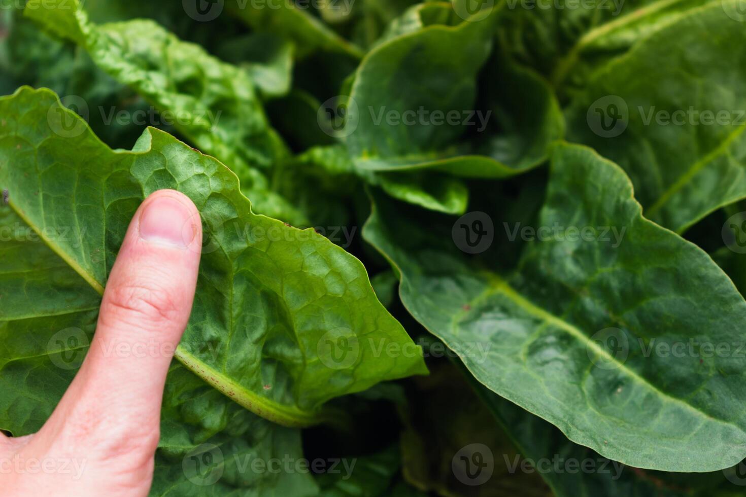 Sorrel is beneficial for the intestines, kidneys, stomach and liver and prevents cardiovascular diseases and some cancers, rumex photo