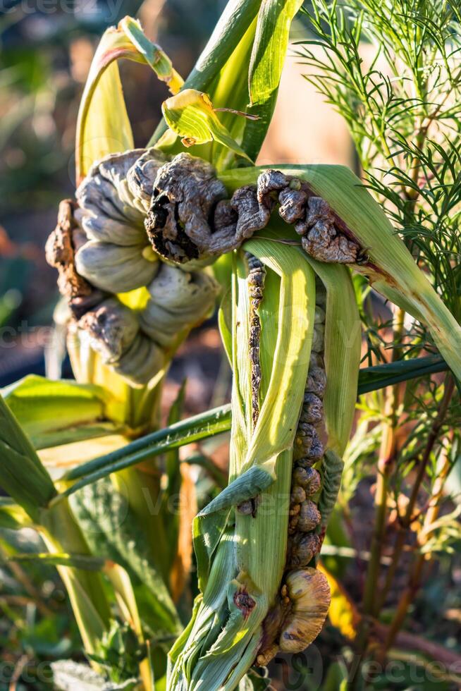 Diseased corn called corn smut, pathogenic fungus, ustilago maydis, in Mexico it is called