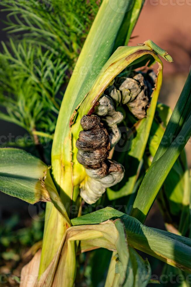 Diseased corn called corn smut, pathogenic fungus, ustilago maydis, in Mexico it is called huitlacoche or mexican truffle photo