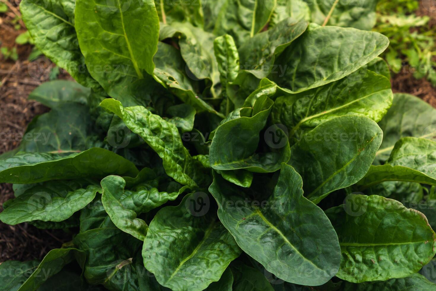 Alazán es beneficioso para el intestinos, riñones, estómago y hígado y previene cardiovascular enfermedades y algunos cánceres, rumex foto