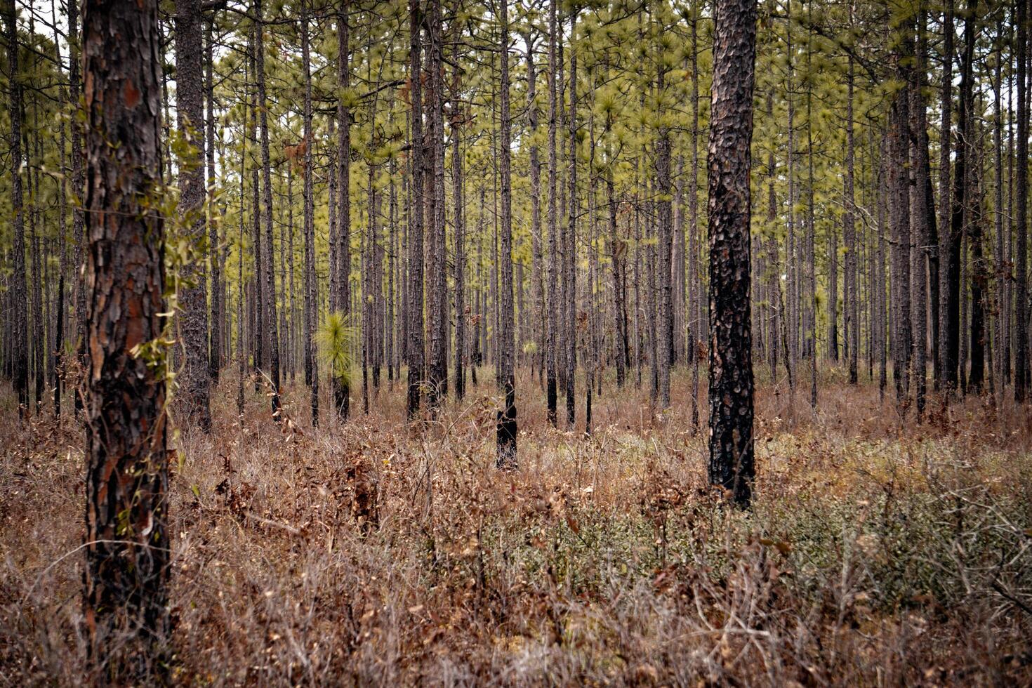 a forest with tall trees and brown grass photo