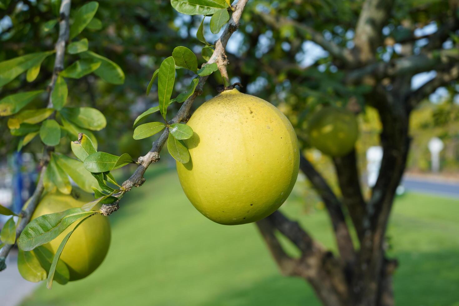 The Calabash Tree is a medium-sized succulent shrub. At the end of the leaves are thorny lobes, the edges are smooth, the fruit is spherical. photo
