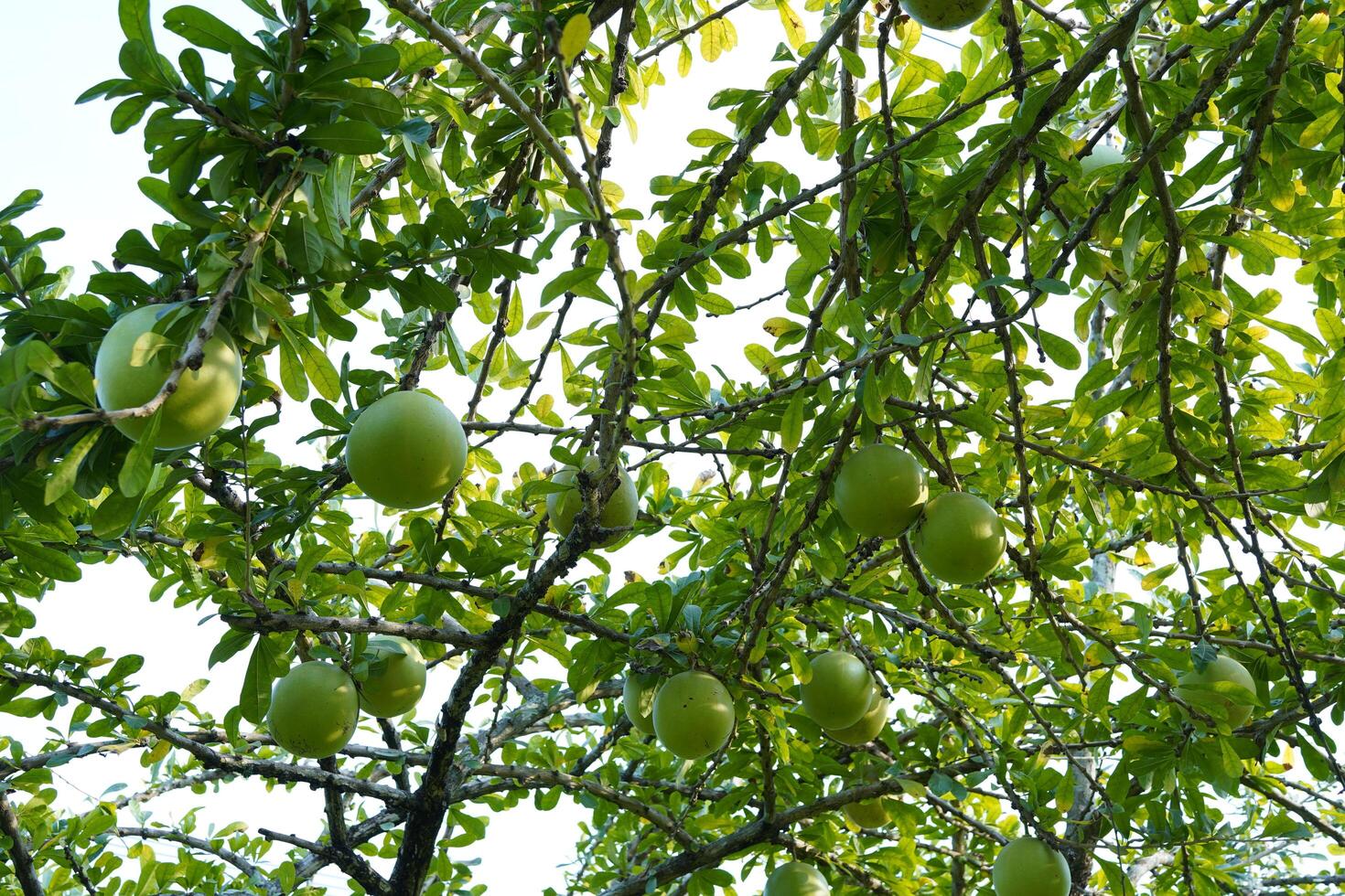 The Calabash Tree is a medium-sized succulent shrub. At the end of the leaves are thorny lobes, the edges are smooth, the fruit is spherical. photo