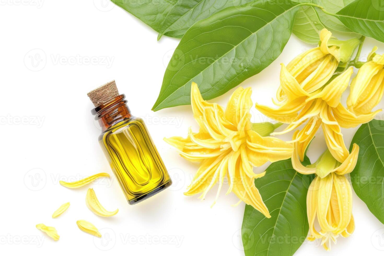 AI generated Ylang Ylang, The Essential Oil of Relaxation, isolated on white. generative ai photo