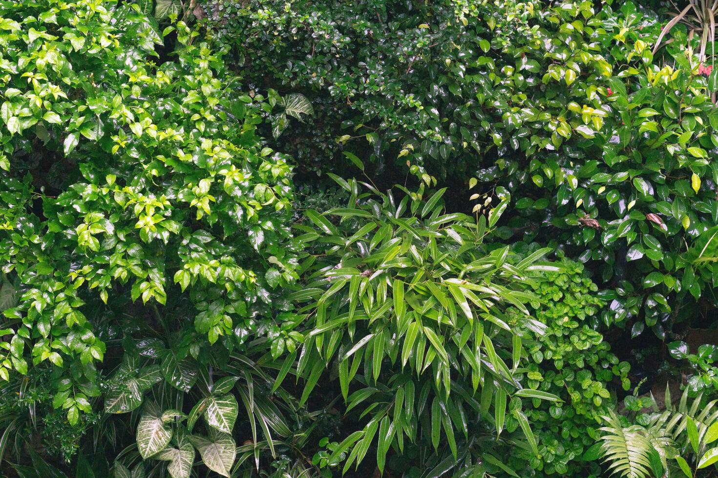 Close up group of background tropical green leaves texture and abstract background. Tropical leaf nature concept. photo