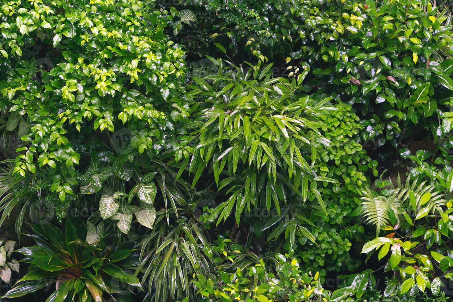 Close up group of background tropical green leaves texture and abstract background. Tropical leaf nature concept. photo