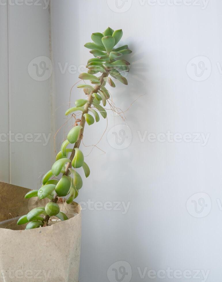 The echeveria succulent has stretched out due to lack of light. etiolation of succulents photo