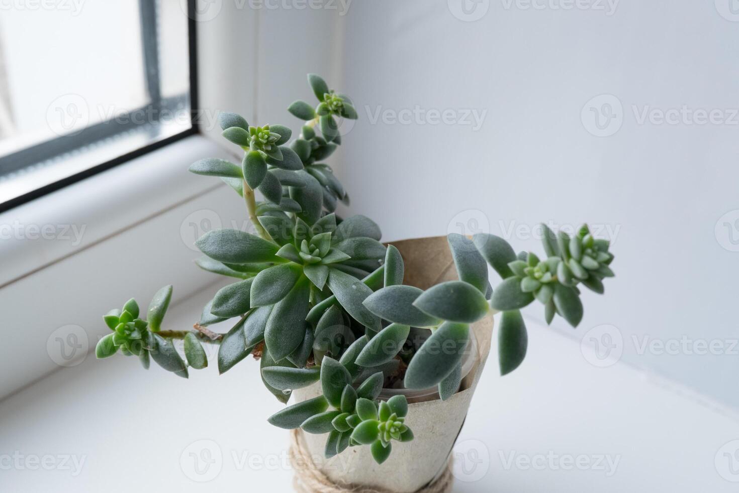 The echeveria succulent has stretched out due to lack of light. etiolation of succulents photo