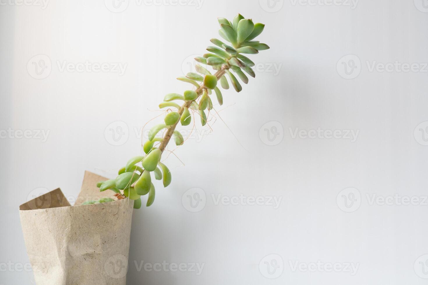 The echeveria succulent has stretched out due to lack of light. etiolation of succulents photo