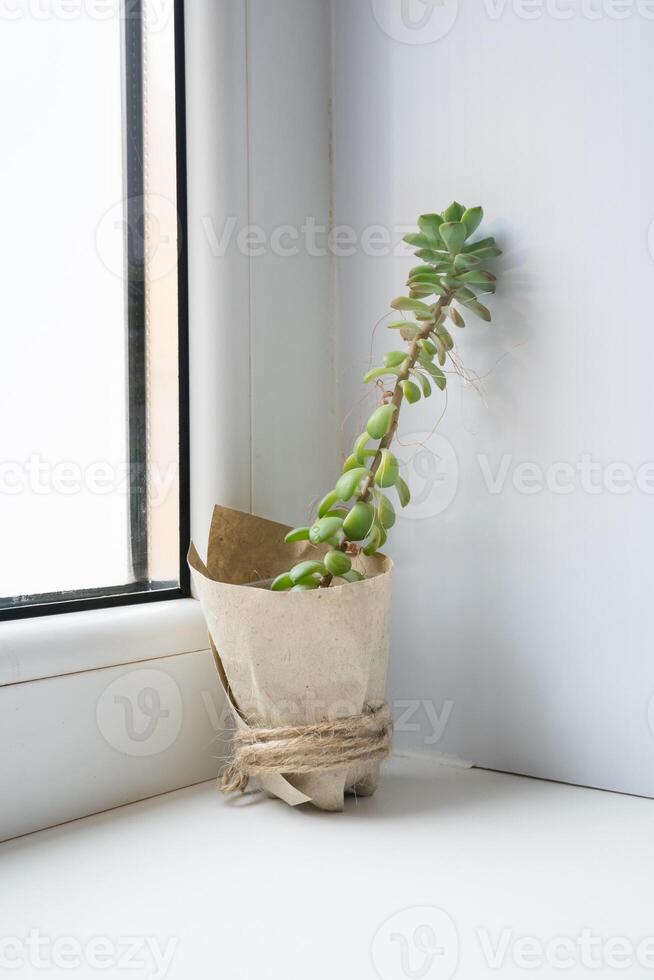The echeveria succulent has stretched out due to lack of light. etiolation of succulents photo