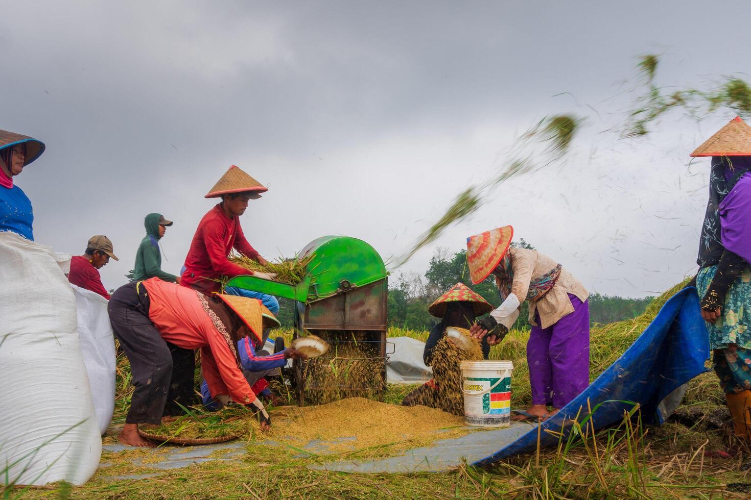 the beauty of the foggy morning panorama with sunrise and rice fields in Bengkulu photo