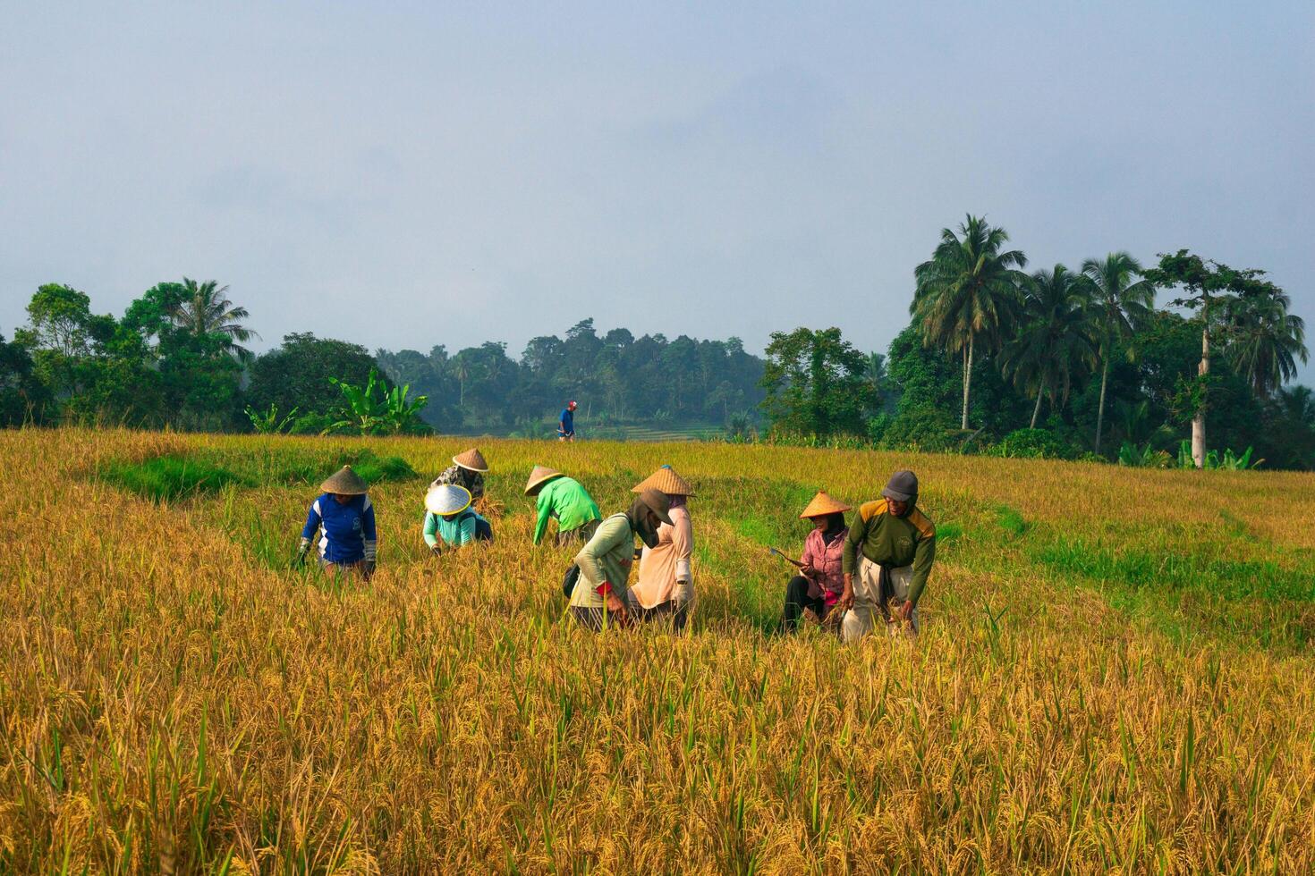 el belleza de el brumoso Mañana panorama con amanecer y arroz campos en bengkulu foto