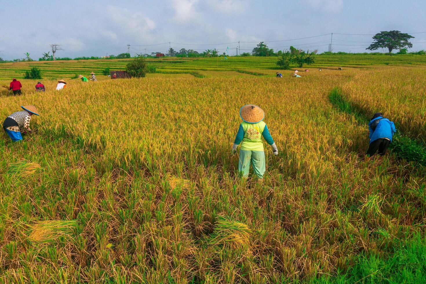 the beauty of the foggy morning panorama with sunrise and rice fields in Bengkulu photo